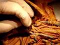 MTSAC Rabbit Dissection Final Practicum part 1