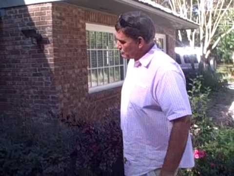 how to transplant loropetalum