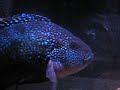 παλαιός-άτομο-γρύλος-δεμπσευ- cichlid.html
