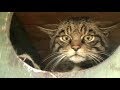 The making of wildlife documentary Last of the Scottish Wildcats