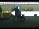 Kerry Blue Terrier Multi Ch. El Rojo Chapeau Terrier