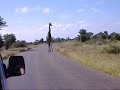 Kruger Park. South Africa