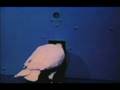 videos de Skinner: il modellamento (shaping) del piccione