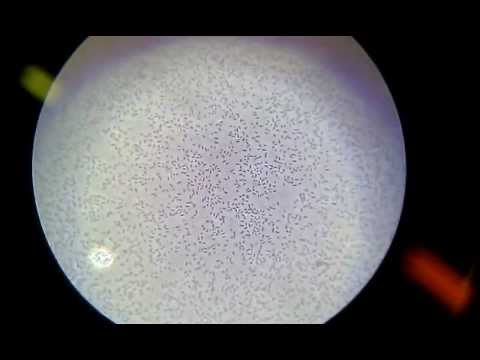 how to isolate pseudomonas putida from soil