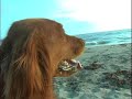 Dog Swims ALCATRAZ: Jake\