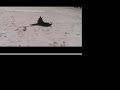 Giant Schnauzer in the snow