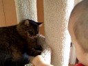 baby and cat 2