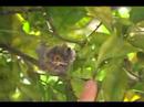 hummingbirds hummingbirds