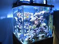 60gallon cube SPS reef tank