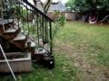 Caniche video