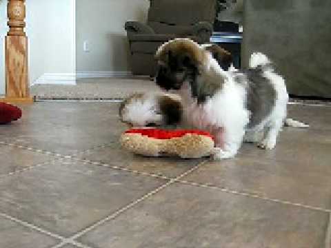 how to care for my lhasa apso puppy