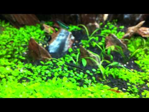 how to grow algae for otocinclus