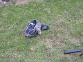 Modified airforce talon, 100 meter grouping(396 mps 1300fps)