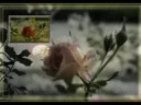 Mon amie la rose