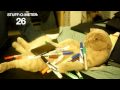 Chat tentant un record du monde.
