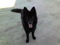 BLACK perro pastor belga groenendael