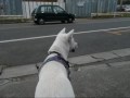 Kishu
