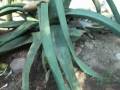 videos de MEXICO - AGAVE PULQUERO