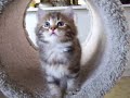 american bobtail kitten american bobtail kitten