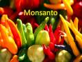 Monsanto: Bovine Growth Hormones, GMO Food and Pig Patent Applications