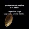 ready set grow part 6 of 7 updated