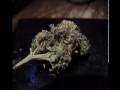 Ready-Set-Grow Part 6 of 7 UPDATED
