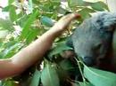 koala streicheln