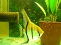skalare mit jungfischen
