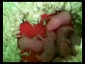 Hamsters Recien Nacidos Hamsters Recien Nacidos