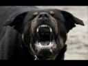 who let the dogs out