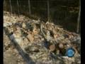 02 Settembre 2008 - La Terra dei Fuochi esce dalla Rete - Tg3 Nazionale edizione delle 19,00