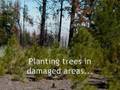 California Wildfire ReLeaf (2008)