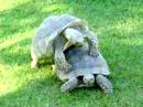 Two male African Sulcata tortoises about 6 years old.
