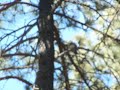 western-gray-squirrel-vocalization.html