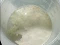 the magic of yeast