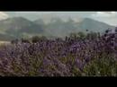 Young Living Lavender Farms Lavender Days 2007