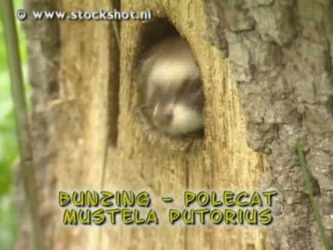 bunzing - polecat - mustela putorius