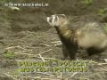 bunzing - polecat - mustela putorius 1 bunzing - polecat - mustela putorius 1