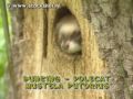 bunzing - polecat - mustela putorius 2 bunzing - polecat - mustela putorius 2