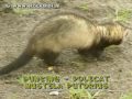 bunzing - polecat - mustela putorius 3
