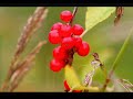 Allah is alaways there - English Translation by alafasy Allah is alaways there - English Translation by alafasy