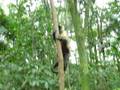 Macaco Pque Jaragua III