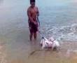 Bull Terrier Miniatura video