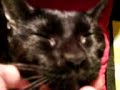 My Black Cat My Black Cat