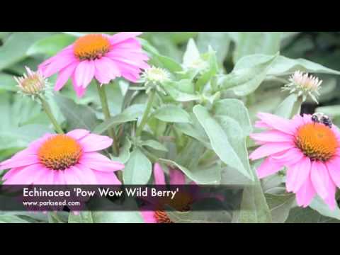 how to transplant echinacea