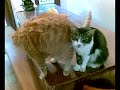 A Cat Doing Massage