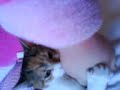 my-kitten-biting-my-hand.html
