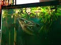 Snakehead Splash