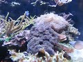 Waikiki Aquarium, Pt.