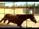 Basic Horse Care : How to Exercise a Horse